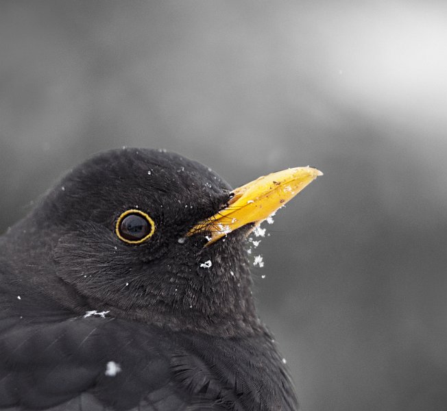 005-DX5Q8249 high key